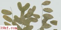  Uromyces caryophyllinus (Schr.) Wint.