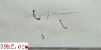  Puccinia menthae americana Bur.