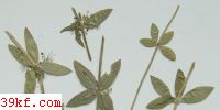  Gymnosporangium juniperi-virginianae Schw.