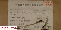  Sphacelotheca bothriochloae Wang