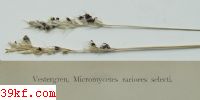 Puccinia emaculata Schw.