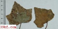  Trochila craterium (DC.) Fr.