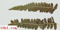 Puccinia schedonnardi Kell. & Swing.