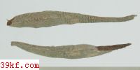  Puccinia violae (Schum.) DC.