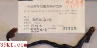 Ganoderma luteomarginatum Zhao, Xu et Zhang