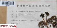  Mundkurella mossii Savile
