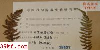  Hyalopsora pseudocystopteridis Wang et Wei
