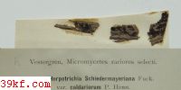  Calyptospora columnaris (A. & S.) Kuhn