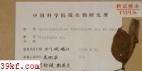  Cercosporidium flemingiae Liu et Guo