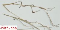  Cronartium quercus (Brond.) Schroet