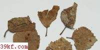  Gymnosporanium globosum Farl.