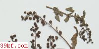  Puccinia ceanothi (E. & K.) Arth.