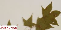  Phaeoramularia acericola Liu et Guo