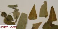  Phaeoramularia euphorbiae-odorati (Yen) Ge, Liu, Xu et Guo