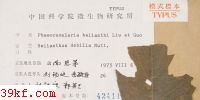  Phaeoramularia helianthi Liu et Guo