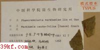  Phaeoramularia markhamiae Liu et Guo