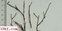  Lophodermium cladophilum (lev.) Rehm.