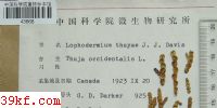  Lophodermium thuyae J. J. Davis