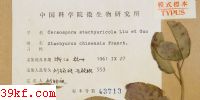  Cercospora stachyuricola Liu et Guo