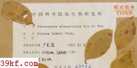 Cercospora styracicola Liu et Guo
