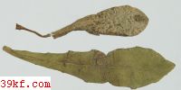  Puccinia graminis Pers.