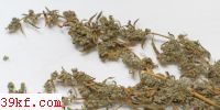  Glomosporium leptideum (H. & P. Sydow) Kochman