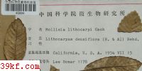  Mollisia lithocarpi Cash