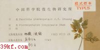  Puccinia pternopetali J. Y. Zhuang