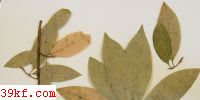  Melampsoridium linderae J. Y. Zhuang