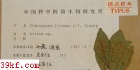  Phakopsora litseae J. Y. Zhuang