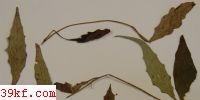  Puccinia medogensis J. Y. Zhuang