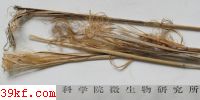  Tolyposporium restifaciens D. Shaw