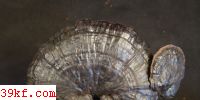  Amauroderma guangxiense Zhao et Zhang