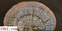  Amauroderma longgangense Zhao et Zhang