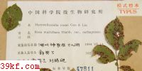  Mycovellosiella rosae Guo & Liu
