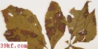  Mycovellosiella vitis Guo et Liu