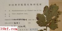  Pseudocercospora gei (Fuckel) Guo et Liu