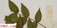  Pseudocercospora rhoidis Guo et Liu