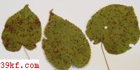  Tandonella tiliae Guo et Liu