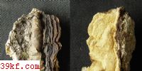  Perenniporia maachiae (Bondantsen & Ljub.) Parmasto.