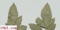  Uromyces appendiculatus (Pers.) Lk.