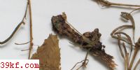  Mycosyrinx cissi (DC.) Beck