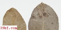  Uromyces polygoni (Pers.) Fckl.