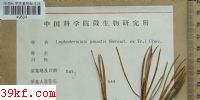  Lophodermium conigenum