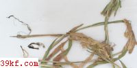 Sporisorium andropogonis-aciculati (Petch) Vanky