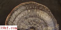  Amauroderma jiangsiense Zhao et X. Q. Zhang