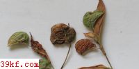  Ustilago commelinae (Kom.) Zundel