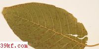  Pseudocercospora camptothecae Liu et Guo
