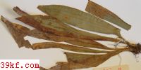  Puccinia caricis-lingii J. Y. Zhuang