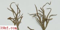 Gymnoconia juniperi-virginianae Schw.